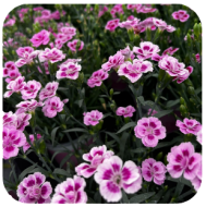 <p>Werking Zorghoeve Sint-Jansberg</p>