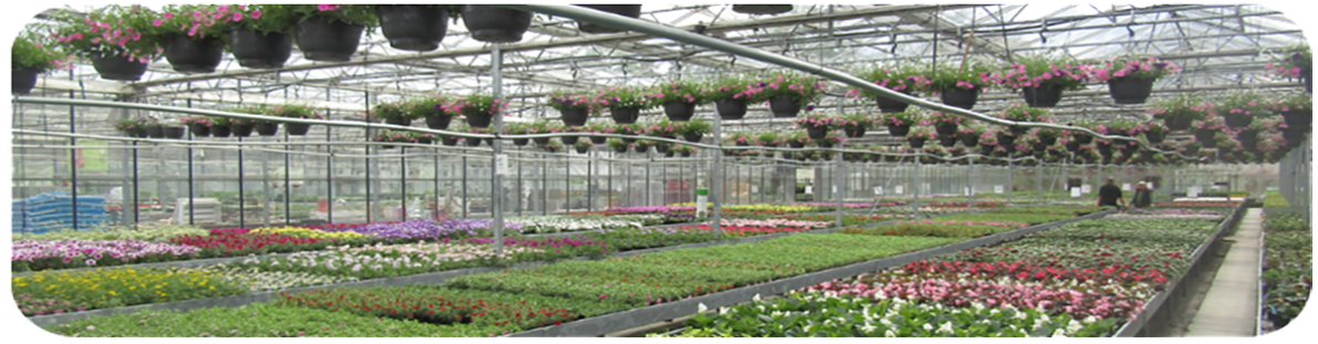 <p>Foto van in onze serre Zorghoeve Sint-Jansberg</p>