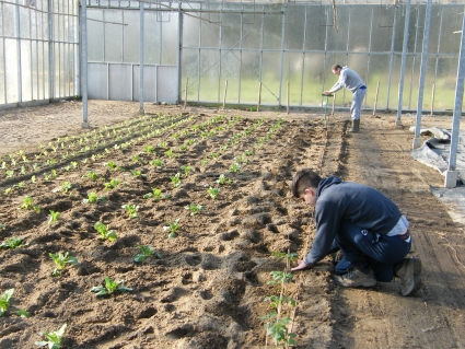 <p>Werkzaamheden plantenkwekerij Sint-Jansberg</p>